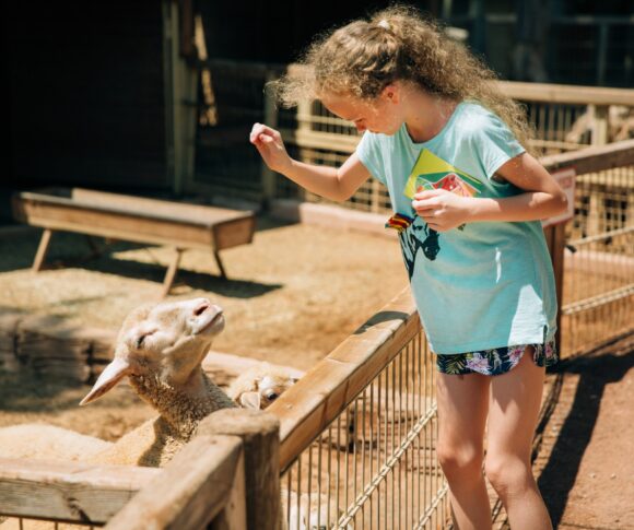 the girl in the contact zoo looks at the goats